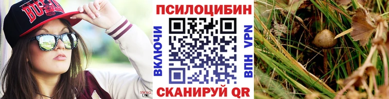 как найти закладки Новоржев Галлюциногенные грибы Psilocybine cubensis